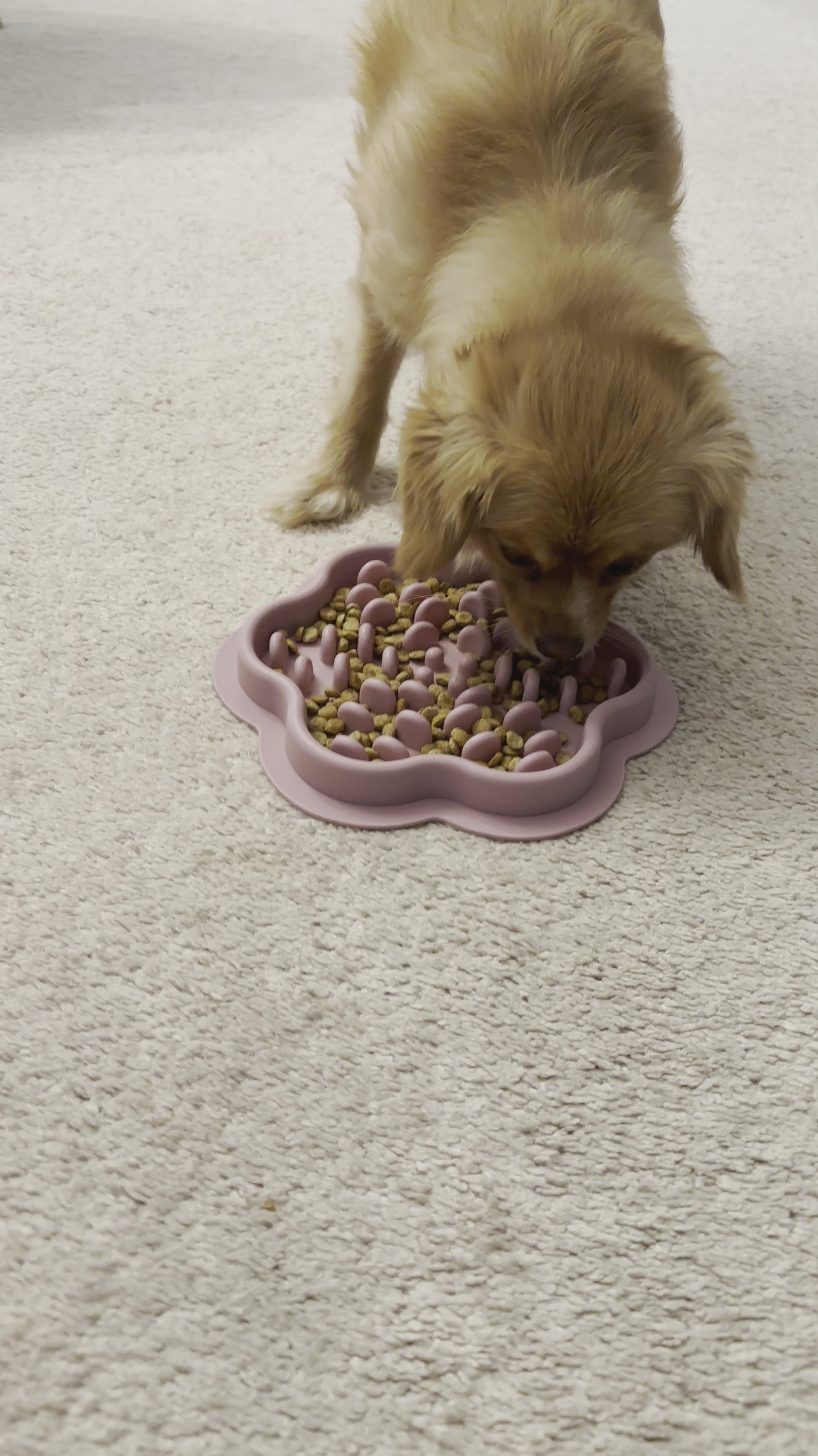 dog slow feeder bowl
