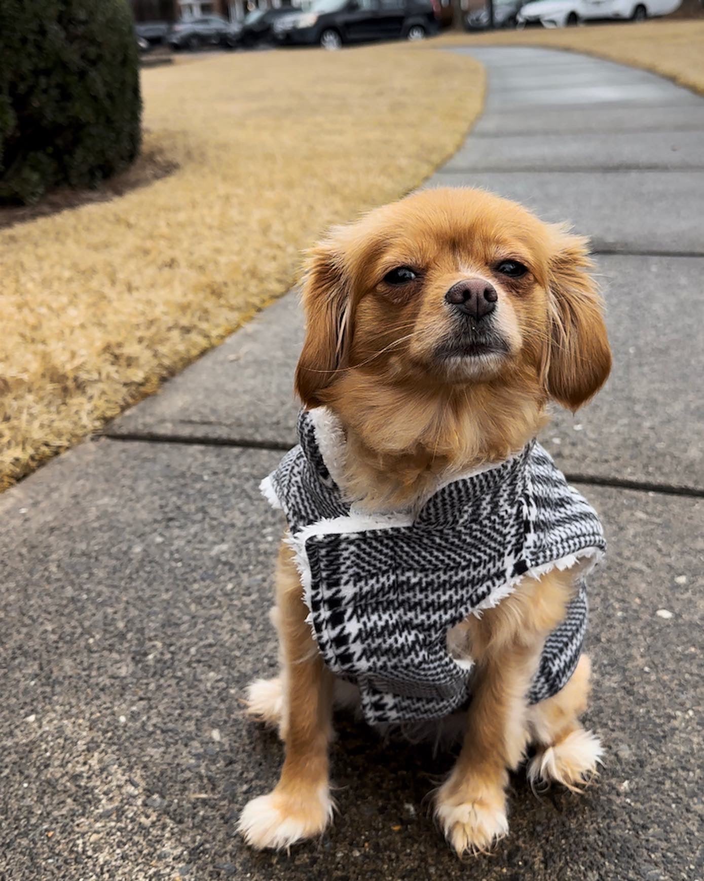 A brown puppy